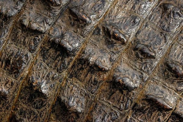 Jones, Adam 아티스트의 American alligator scale pattern close-up-Myakka River State Park-Florida작품입니다.